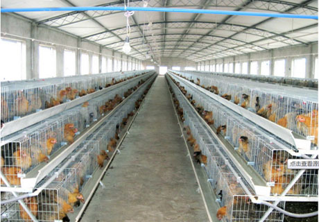 Choosing UPVC Roof Tiles for Your Farm: A Guide to Better Animal Housing